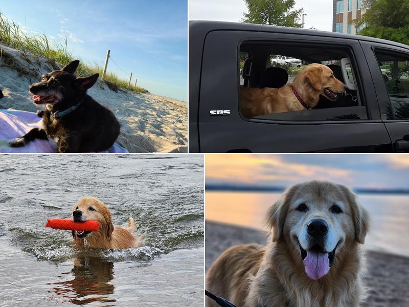 Needham Animal Hospital