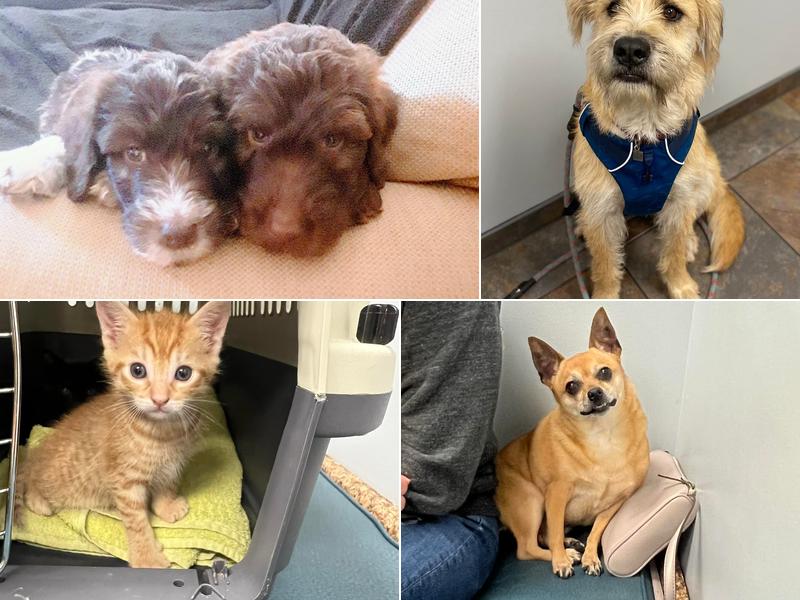 Highsmith Animal Hospital: Anderson Jennifer DVM