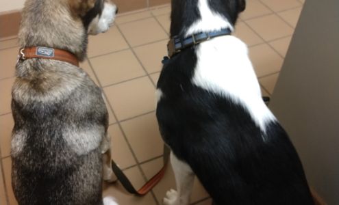 North College Road Animal Hospital