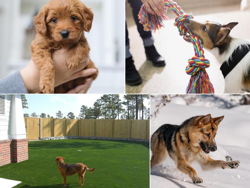 Brunswick Forest Veterinary Hospital