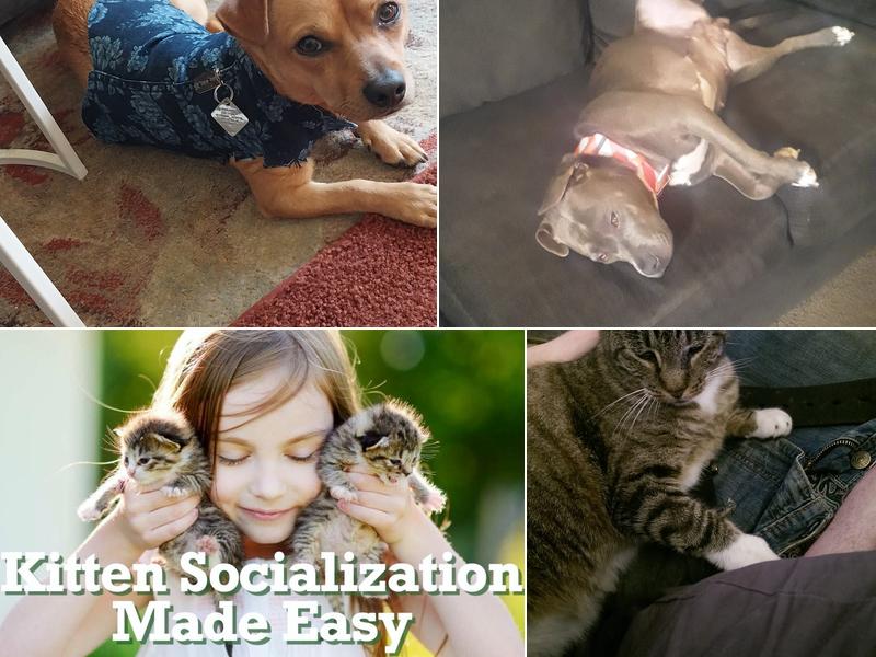 Jamestown Veterinary Hospital