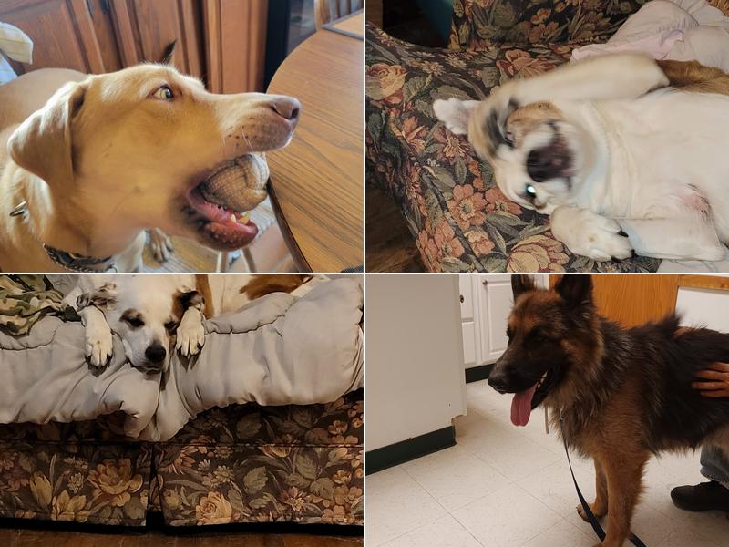 Canton Veterinary Clinic, L.L.C.