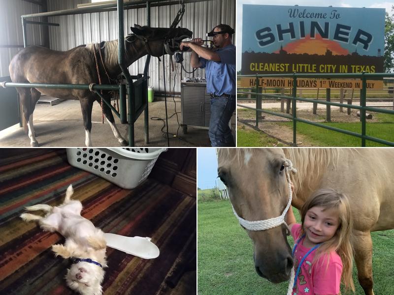 Shiner Animal Hospital