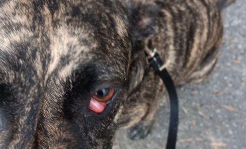 Dr. April Wyatt Greenville