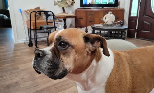 Cherokee Animal Clinic 665 E Johnson Dr, Rusk Texas 75785