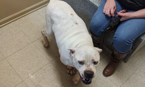 Candler Veterinary Clinic