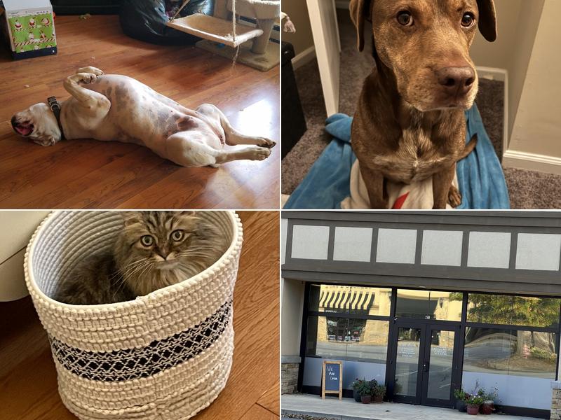 Pinnacle Animal Hospital