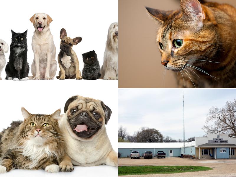 Lake View Veterinary Services