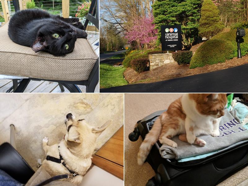 The Animal Hospital at Reems Creek