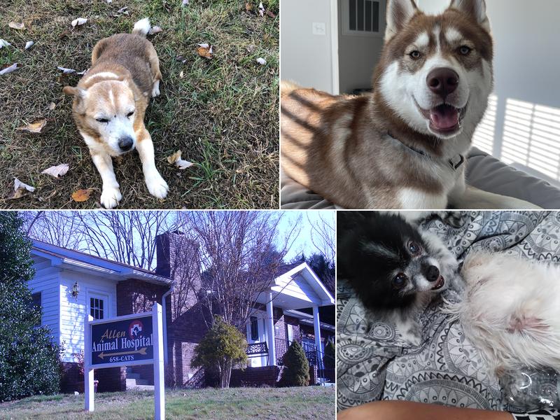 Allen Animal Hospital