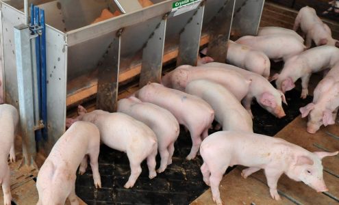 AMVC Management Services