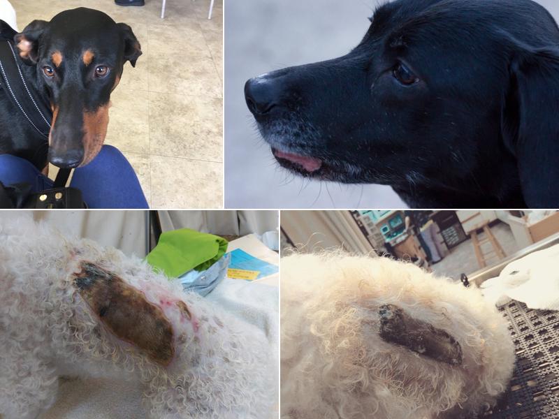 Animobile Veterinary Clinic