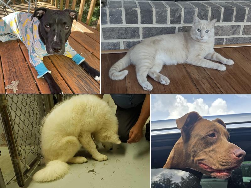 All Creatures Pet Hospital