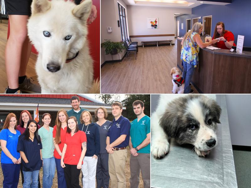 Palmetto Veterinary Medicine & Surgery