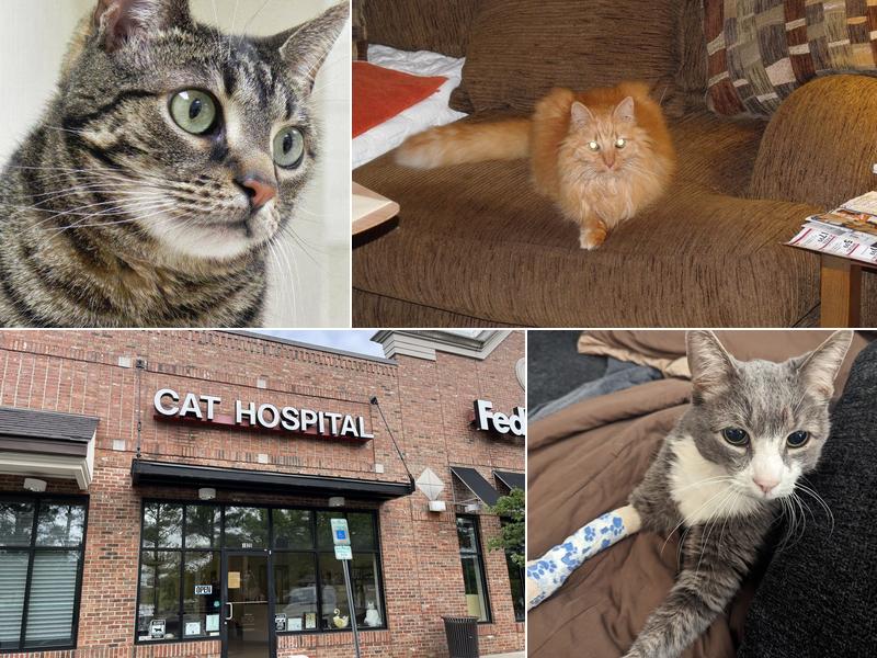 The Cat Hospital of Durham and Chapel Hill