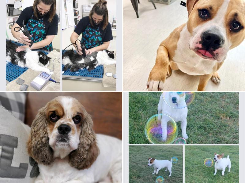 Coats Veterinary Hospital: Elias Cynthia DVM