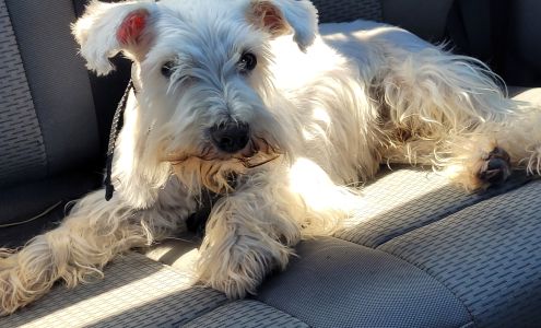 Dorsey Animal Clinic