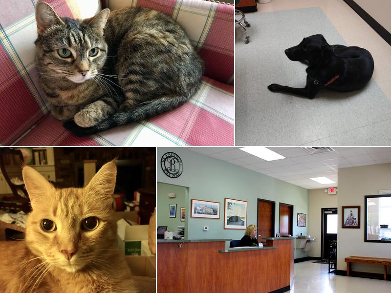 Brandywine Veterinary Hospital