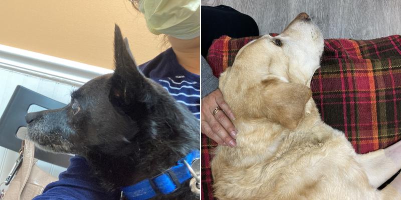 Mallard Creek Animal Hospital: Johnson Rebecca DVM