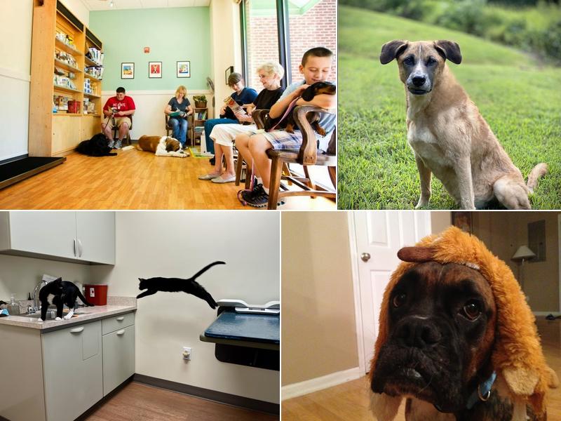 All 4 Paws Animal Hospital