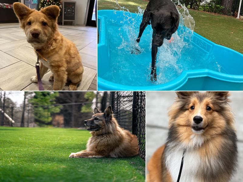 Harmony Animal Hospital Apex