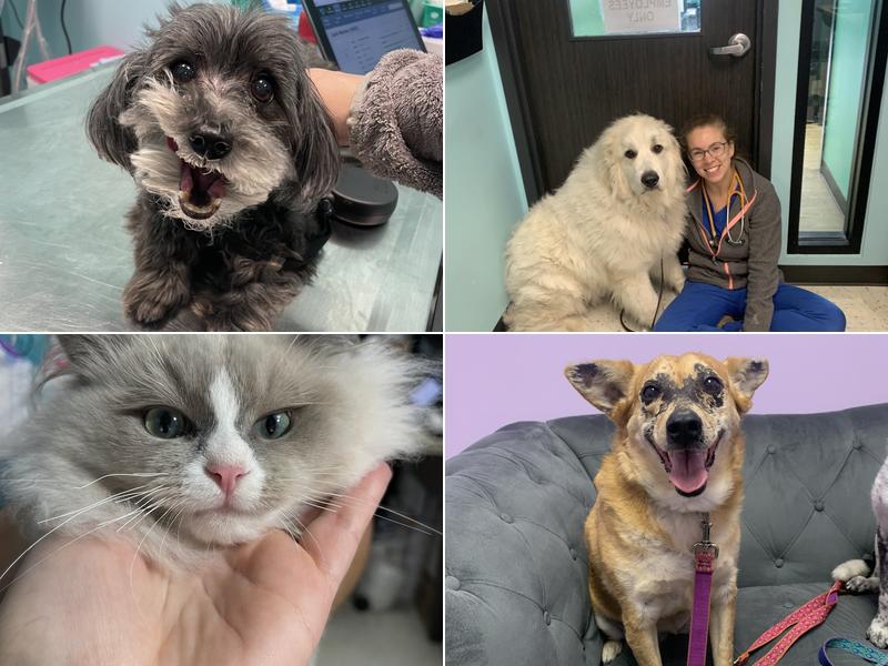 Hope Veterinary Hospital of Holly Springs