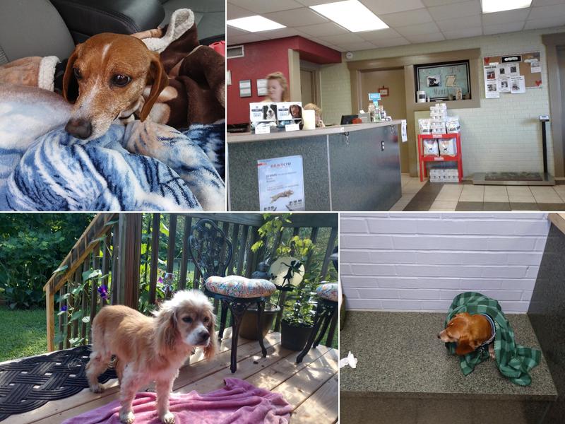 Animal Hospital-Newton Conover