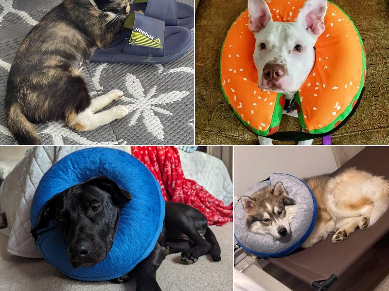 Five County Spay and Neuter Clinic