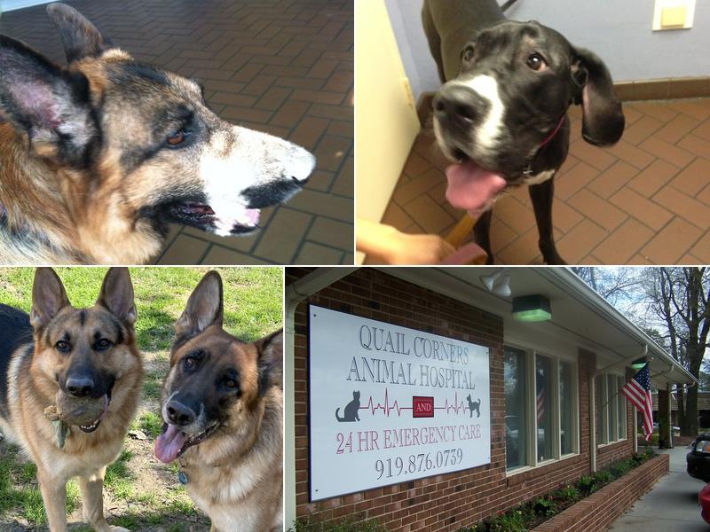 Quail Corners Animal Hospital