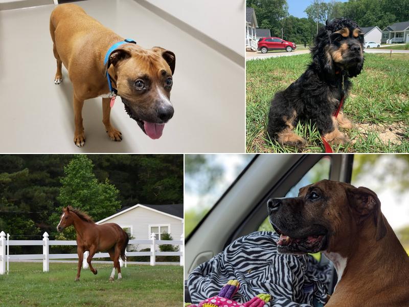 East Wake Animal Hospital