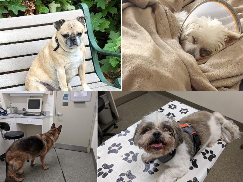 Animal Eye Center of New Jersey