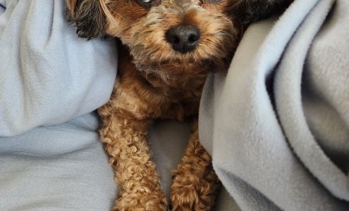 Healing Paws Veterinary Care