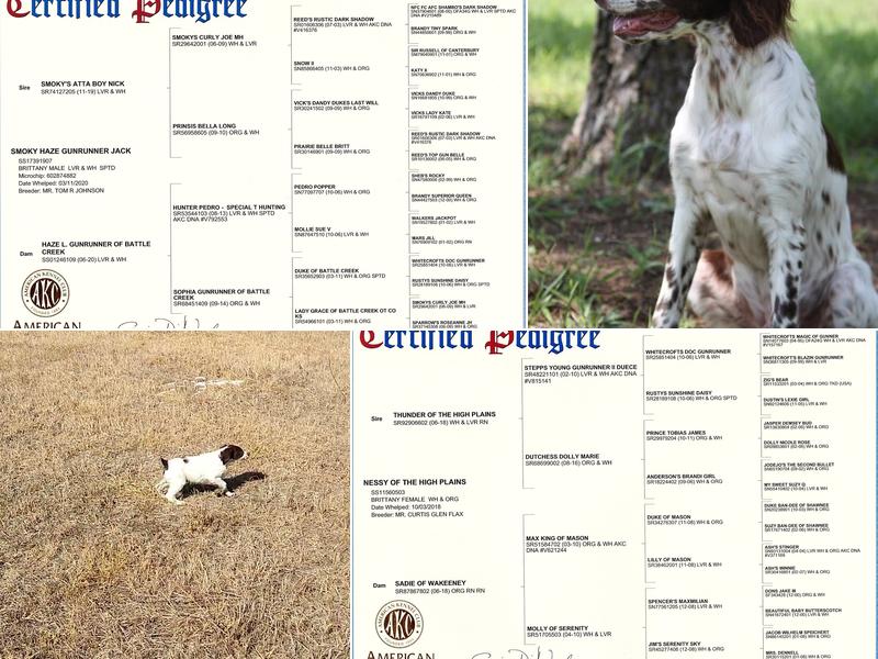 Great Plains Pet Hospital: Zogleman Mary DVM