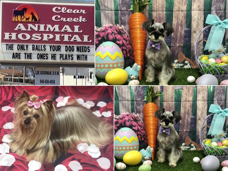 Clear Creek Animal Hospital Inc