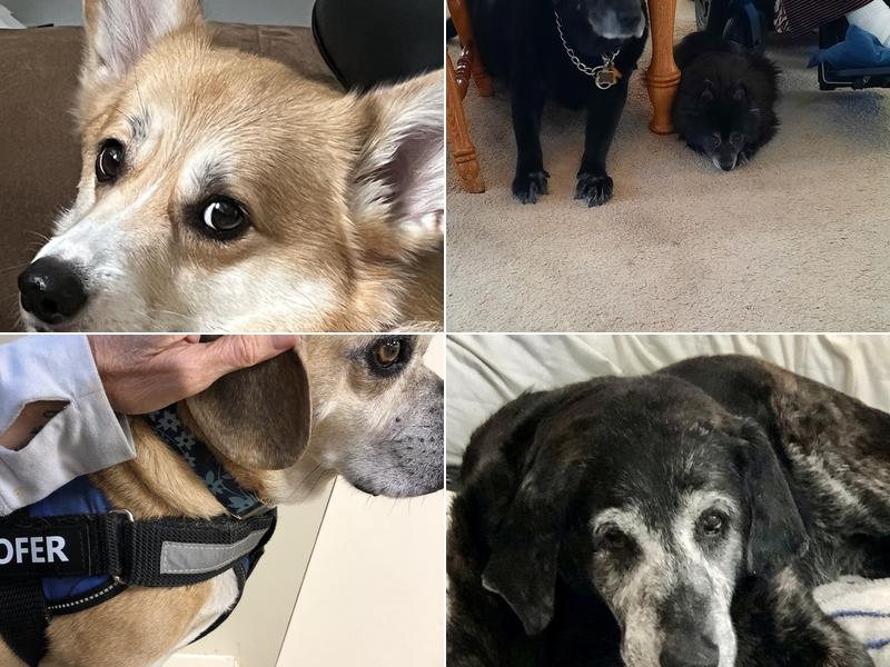 Murray Hill Veterinary Associates