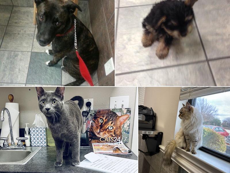 All Care Veterinary Hospital