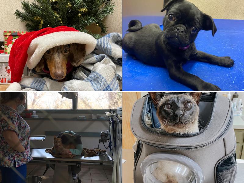 Small Animal Veterinary Associates