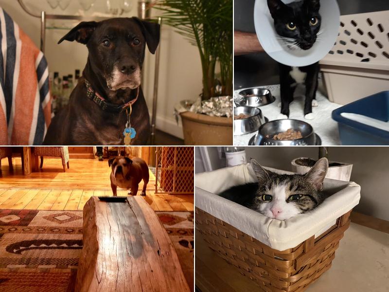 Beach Animal Hospital and Specialty Services