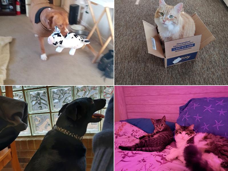 Cedars Veterinary Hospital