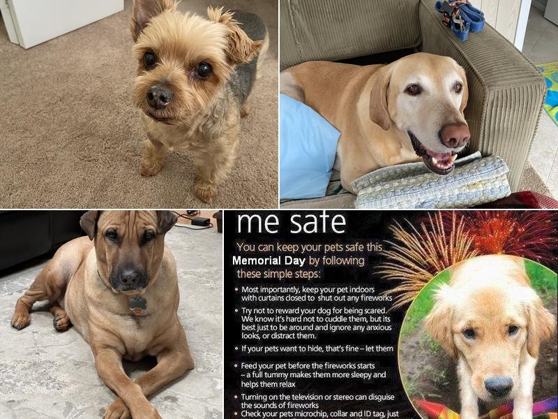 Howell Animal Hospital Surgical and Diagnostic Center