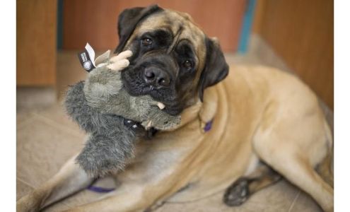 Red Bank Veterinary Hospital (RBVH) - Tinton Falls Tinton Falls