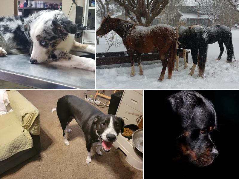 Main St Veterinary Clinic