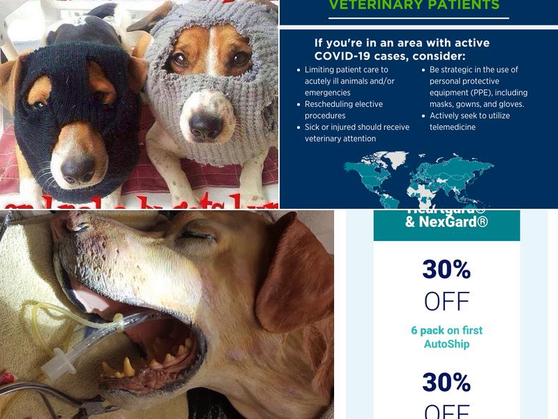 Fox Animal Services: Fox Jocelyn J DVM