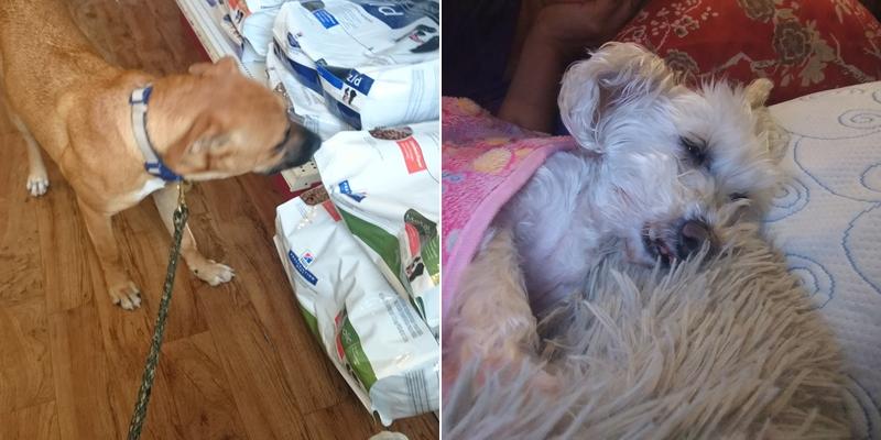 Marion Animal Hospital: Kunde K L DVM