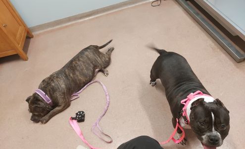 Ft. Harrison Veterinarians