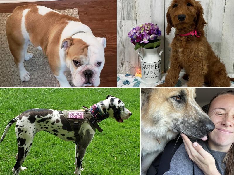 Cornerstone Veterinary Services