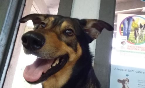 Pittsburg Veterinary Clinic 203 N Greer Blvd, Pittsburg Texas 75686