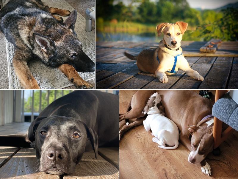 By-Pass Animal Clinic