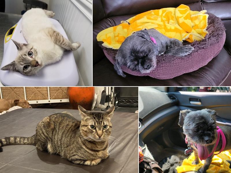 Valley Veterinary Hospital