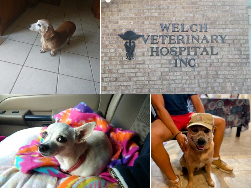 Welch Veterinary Hospital